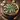 /recipes/vegan-spinach-and-mushroom-quiche-with-almond-flour-crust/vegan-spinach-and-mushroom-quiche-with-almond-flour-crust.png